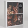 SOLIDIFICATION - BOX 7LP + DVD