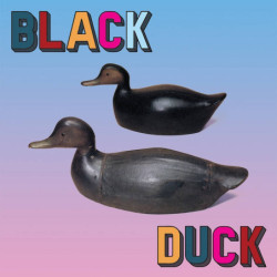 BLACK DUCK